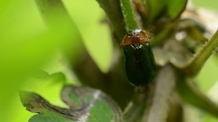 Smaragdina semiaurantiaca