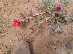 Malephora purpureocrocea