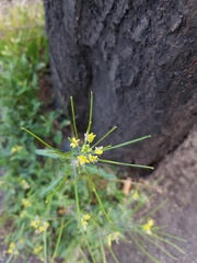 Sisymbrium irio