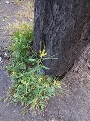 Sisymbrium irio