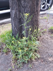 Sisymbrium irio