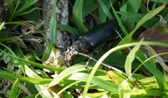 Nadezhdiella cantori