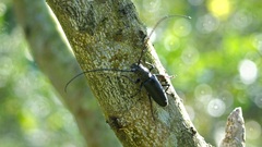 Nadezhdiella cantori