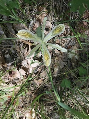 Iris chrysophylla