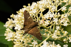 Ectomis octomaculata