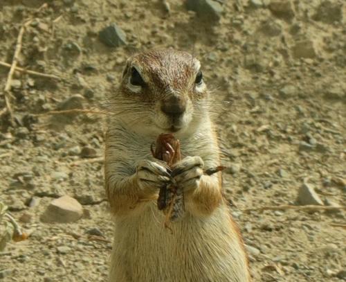 South African Ground Squirrel, photo 6 of 10