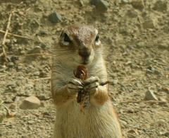 South African Ground Squirrel photo 5