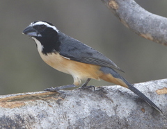 Saltator orenocensis