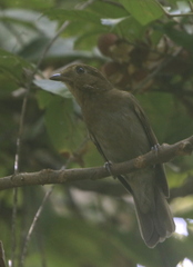 Schiffornis stenorhyncha