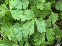 Ranunculus ollissiponensis