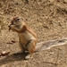 South African Ground Squirrel - Photo (c) Sandra Falanga, some rights reserved (CC BY-NC), uploaded by Sandra Falanga