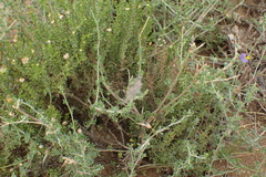 Lotononis sericophylla