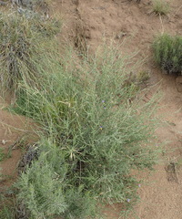 Lotononis sericophylla