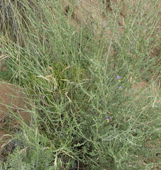 Lotononis sericophylla