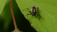 Sphedanolestes impressicollis