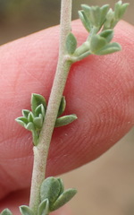 Lotononis sericophylla