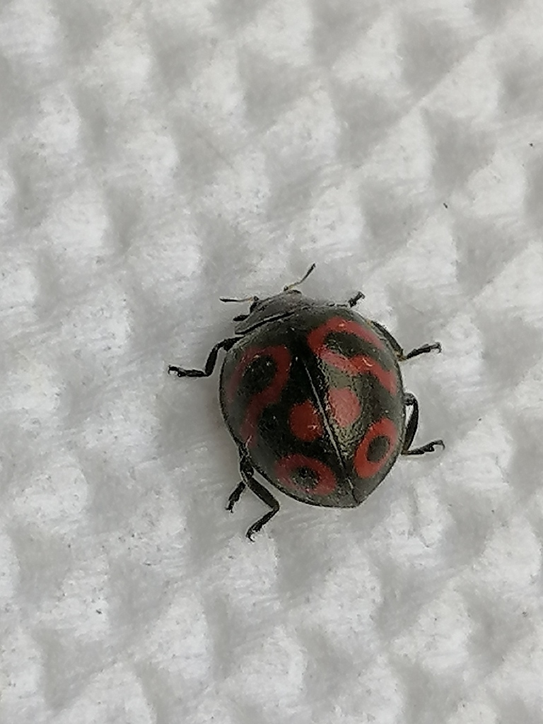 Chnootriba singularis