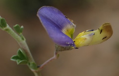 Lotononis sericophylla