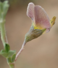 Lotononis sericophylla