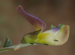 Lotononis sericophylla