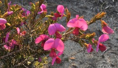 Gompholobium confertum