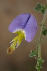 Lotononis sericophylla