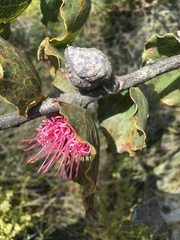 Hakea cucullata