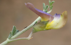 Lotononis sericophylla