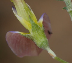 Lotononis sericophylla