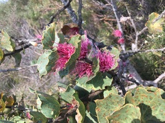 Hakea cucullata