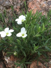 Arenaria montana