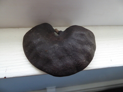 Enterolobium contortisiliquum