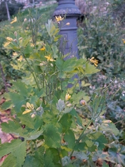 Chelidonium majus