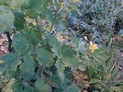 Chelidonium majus