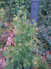 Chelidonium majus
