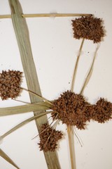 Scirpus pallidus