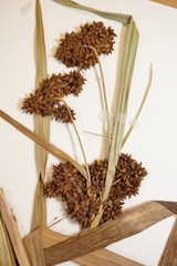 Scirpus pallidus