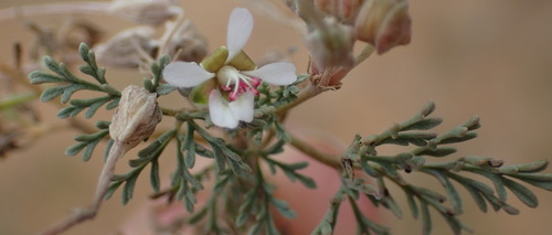 Image of Pelargonium malacoides by (c) Nicola van Berkel, some rights reserved (CC BY-SA)