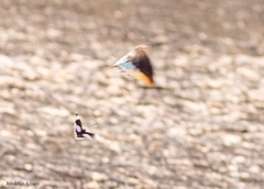 Charaxes epijasius