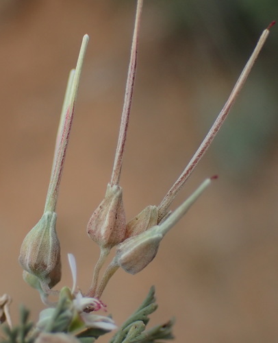 Image of Pelargonium malacoides by (c) Nicola van Berkel, some rights reserved (CC BY-SA)