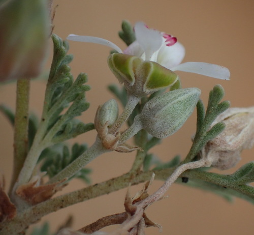 Image of Plain Common Storksbill (Pelargonium malacoides) by (c) Nicola van Berkel, some rights reserved (CC BY-SA)