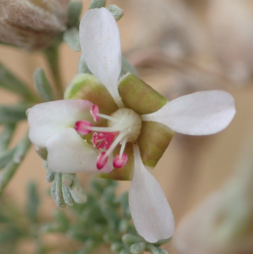 Pelargonium malacoides (Pelargonium malacoides)