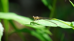 Pseudocopera ciliata