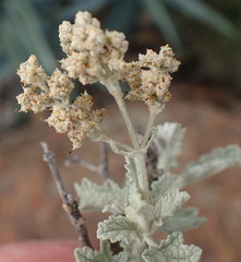 Buddleja glomerata