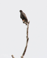 Rostrhamus sociabilis