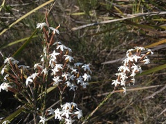 Lysinema ciliatum