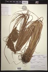 Scirpus pedicellatus