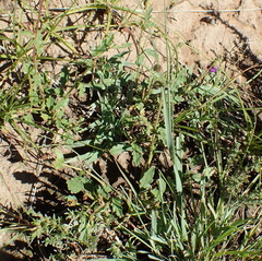 Hermannia erodioides