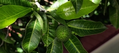 Brosimum alicastrum