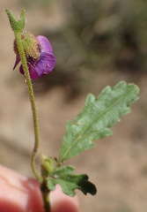 Hermannia erodioides